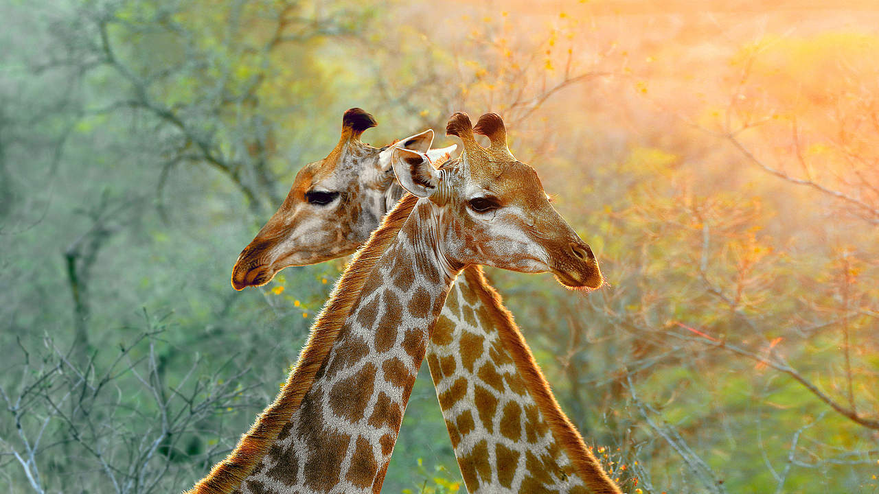 Team Giraffe Heidelberg © GettyImages