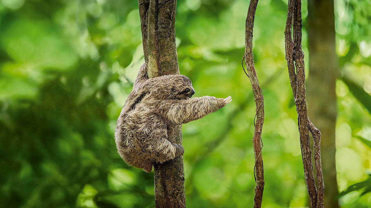 Faultier hangelt sich von Baum zu Baum © gettyimages