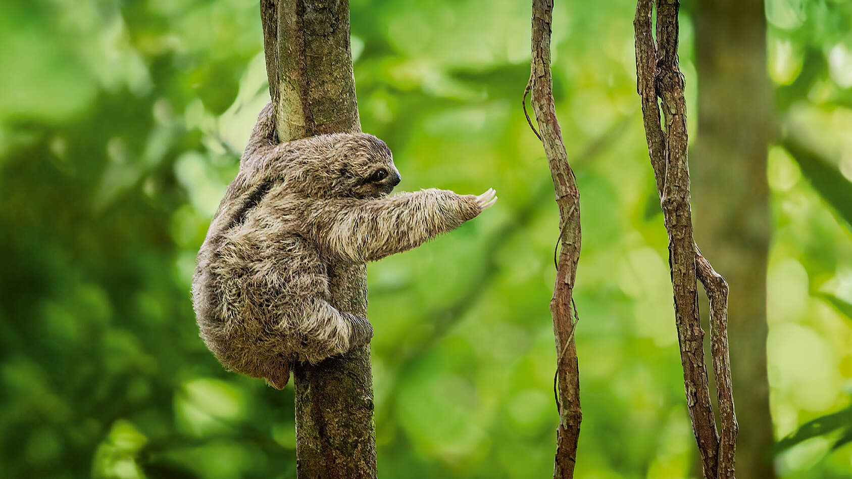 Faultier hangelt sich von Baum zu Baum © gettyimages