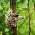 Faultier hangelt sich von Baum zu Baum © gettyimages