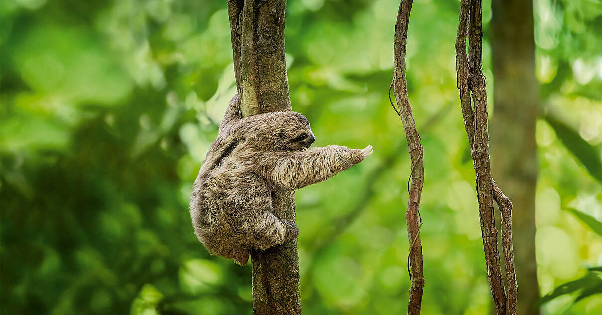 Wälder auf der ganzen Welt schützen