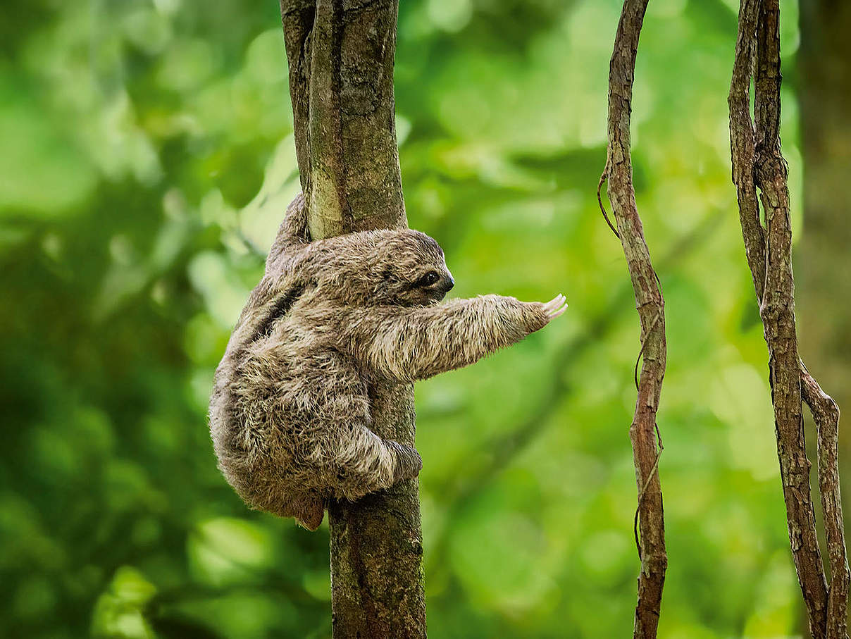 Faultier hangelt sich von Baum zu Baum  gettyimages