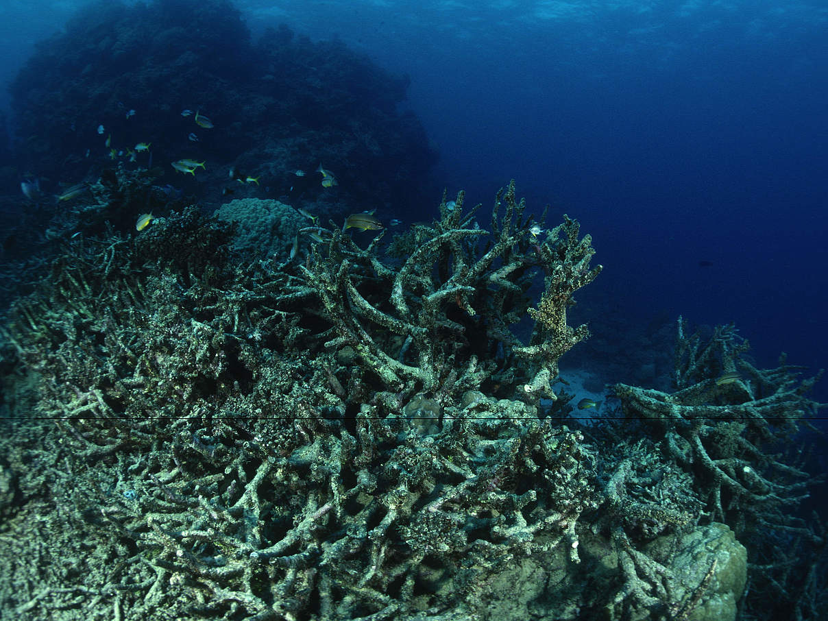 Korallensterben © Jürgen Freund / WWF