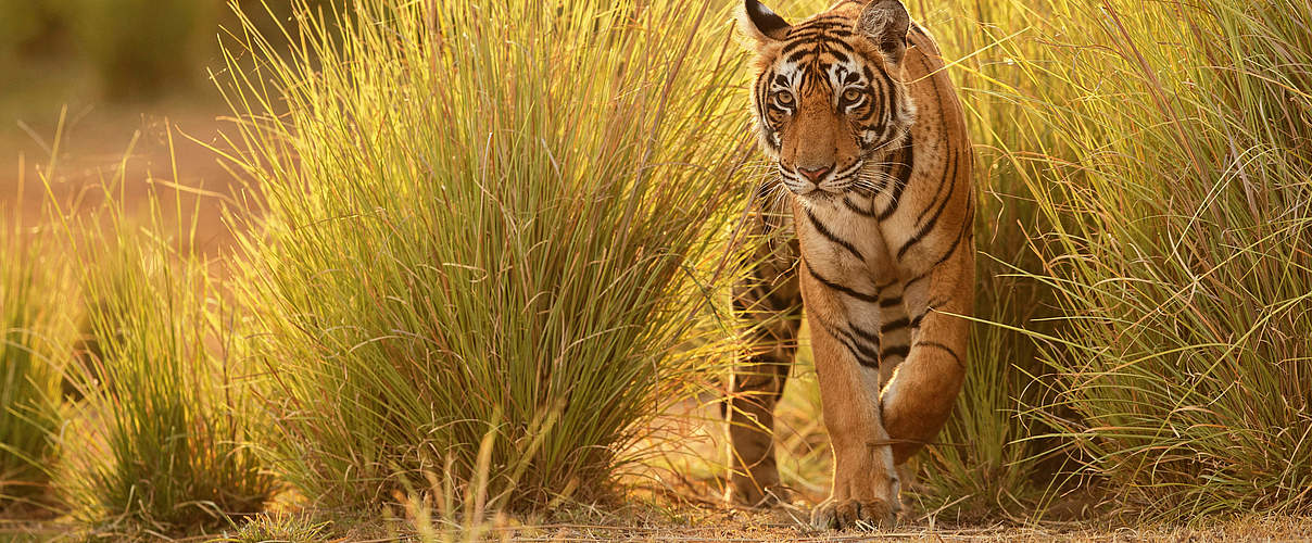 Tiger © Photocech / iStock / Getty Images