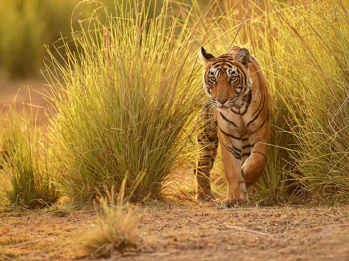 Tiger © Photocech / iStock / Getty Images