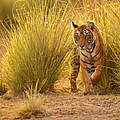 Tiger © Photocech / iStock / Getty Images