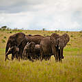 Afrikanische Elefanten in der Masai Mara © Greg Armfield / WWF-UK 