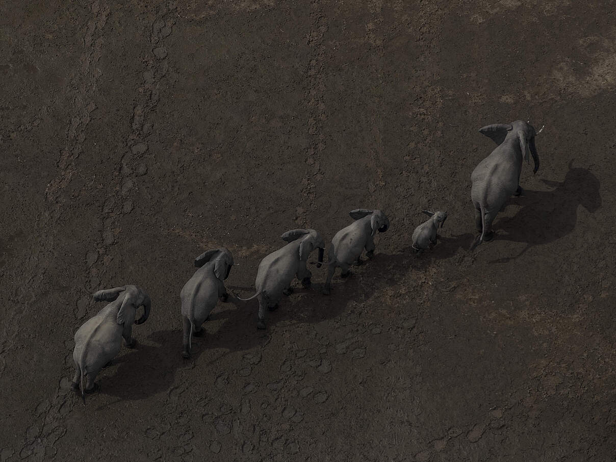 Afrikanische Elefanten laufen in einer Reihe © James Suter / Black Bean Productions / WWF US