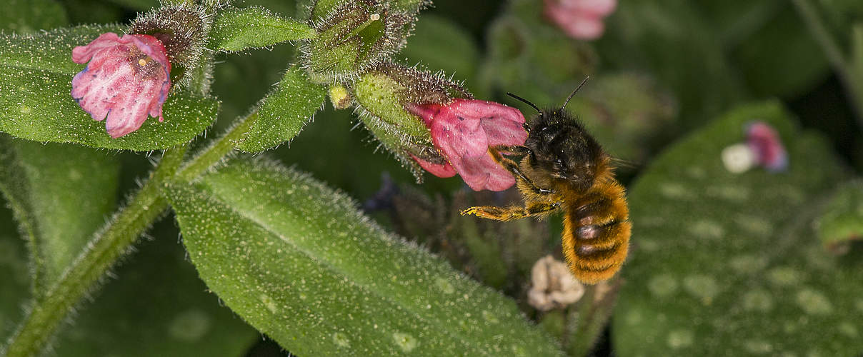 Biene als Teil des Insektschutzprogrammes © Ola Jennersten / WWF-Sweden