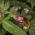 Biene als Teil des Insektschutzprogrammes © Ola Jennersten / WWF-Sweden