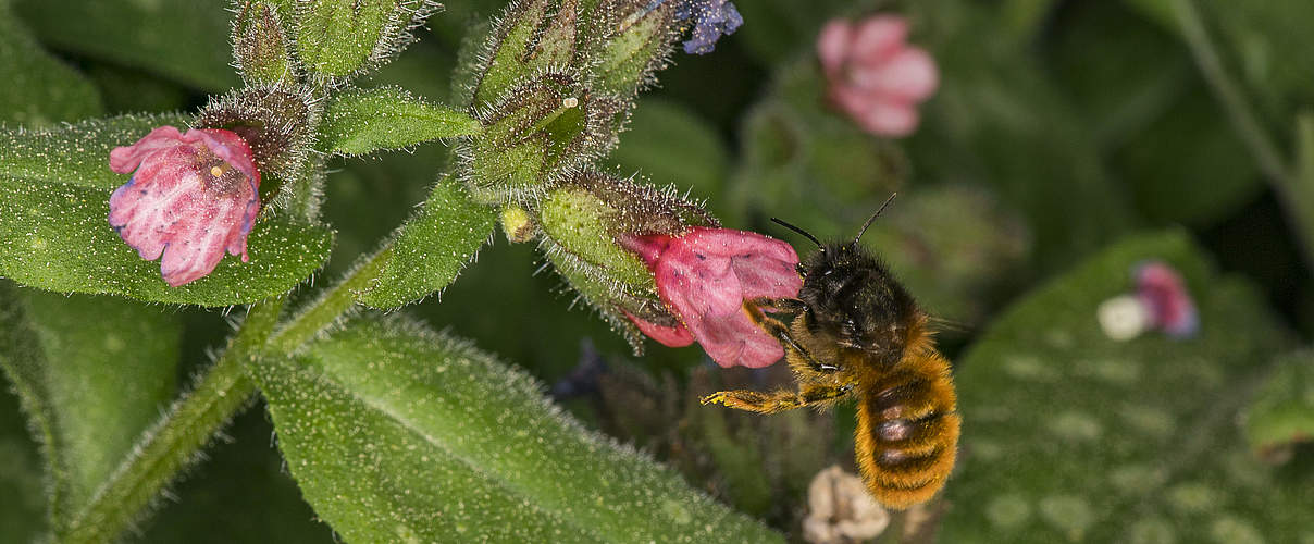 Biene als Teil des Insektschutzprogrammes © Ola Jennersten / WWF-Sweden