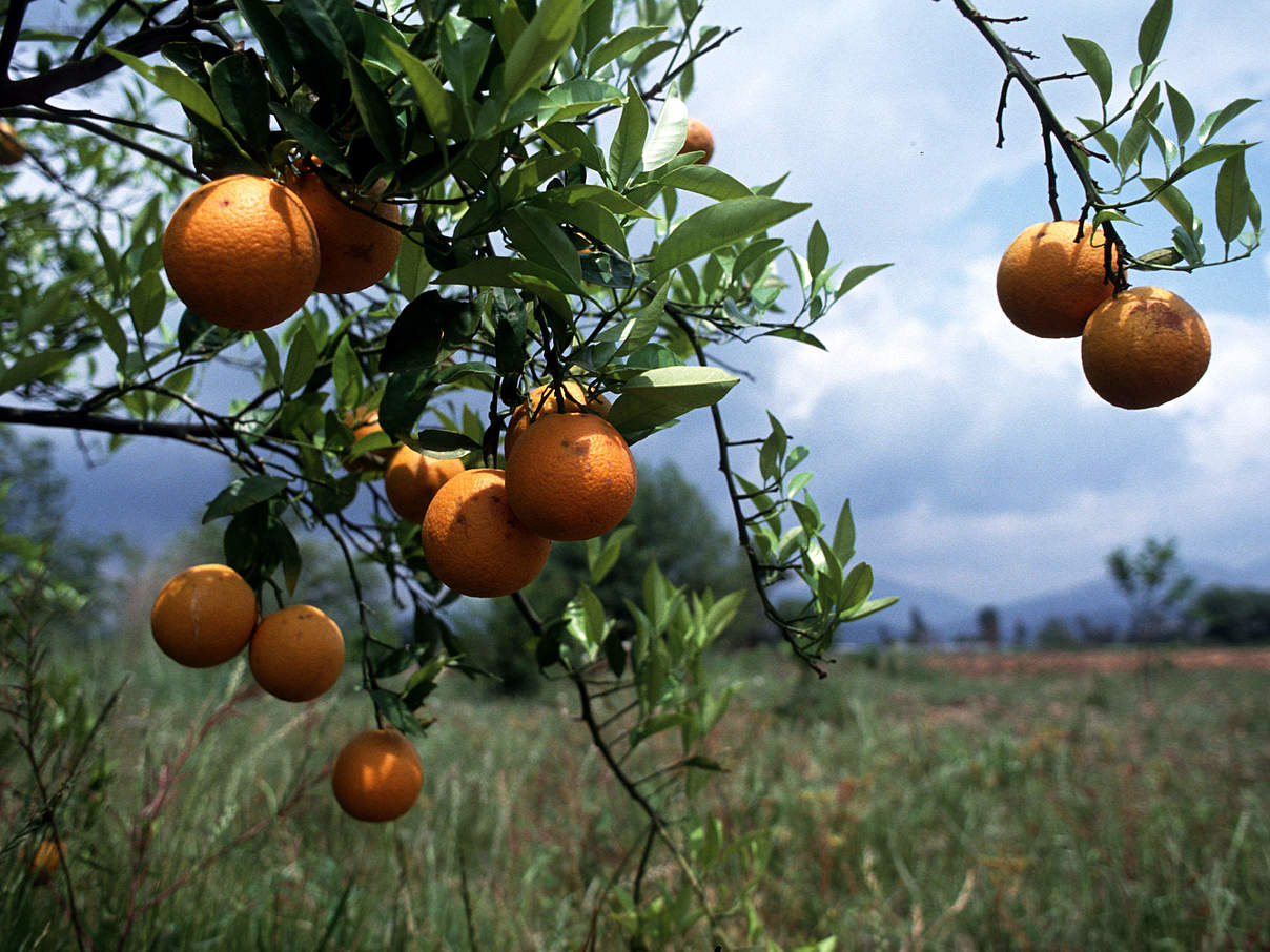 Orangenanbau © Michel Gunther / WWF