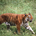 Südchinesischer Tiger © John Mackinnon / WWF
