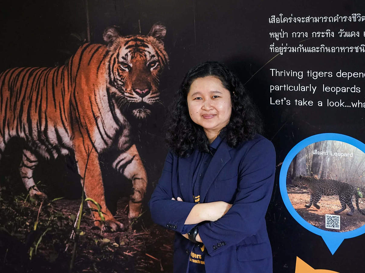 Tiger-Wissenschaftlerin Dr. Rungnapa Phoonjampa © Courtesy of Dr. Rungnapa Phoonjampa Tiger-Wissenschaftlerin Dr. Rungnapa Phoonjampa © Courtesy of Dr. Rungnapa Phoonjampa