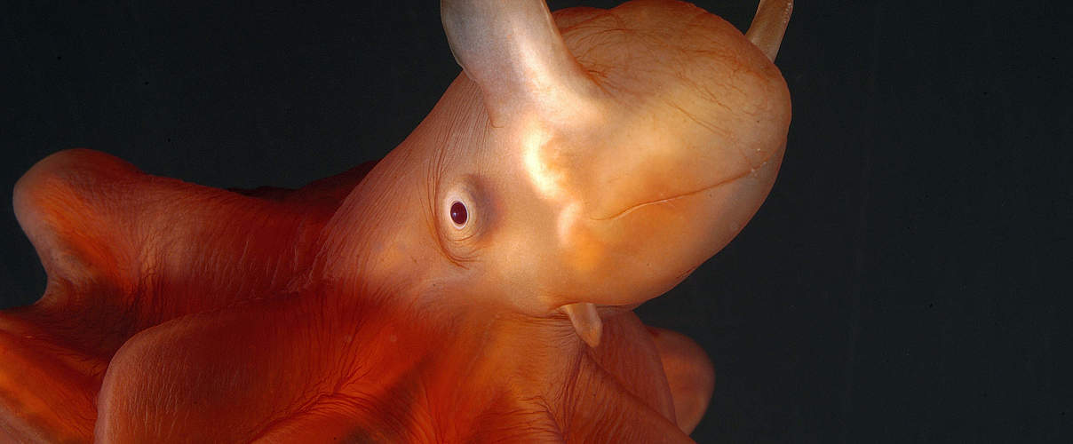 Tiefsee-Oktopus © naturepl.com / David Shale / WWF