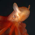 Tiefsee-Oktopus © naturepl.com / David Shale / WWF