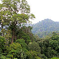 Regenwald auf Sumatra © Fletcher Baylis / WWF