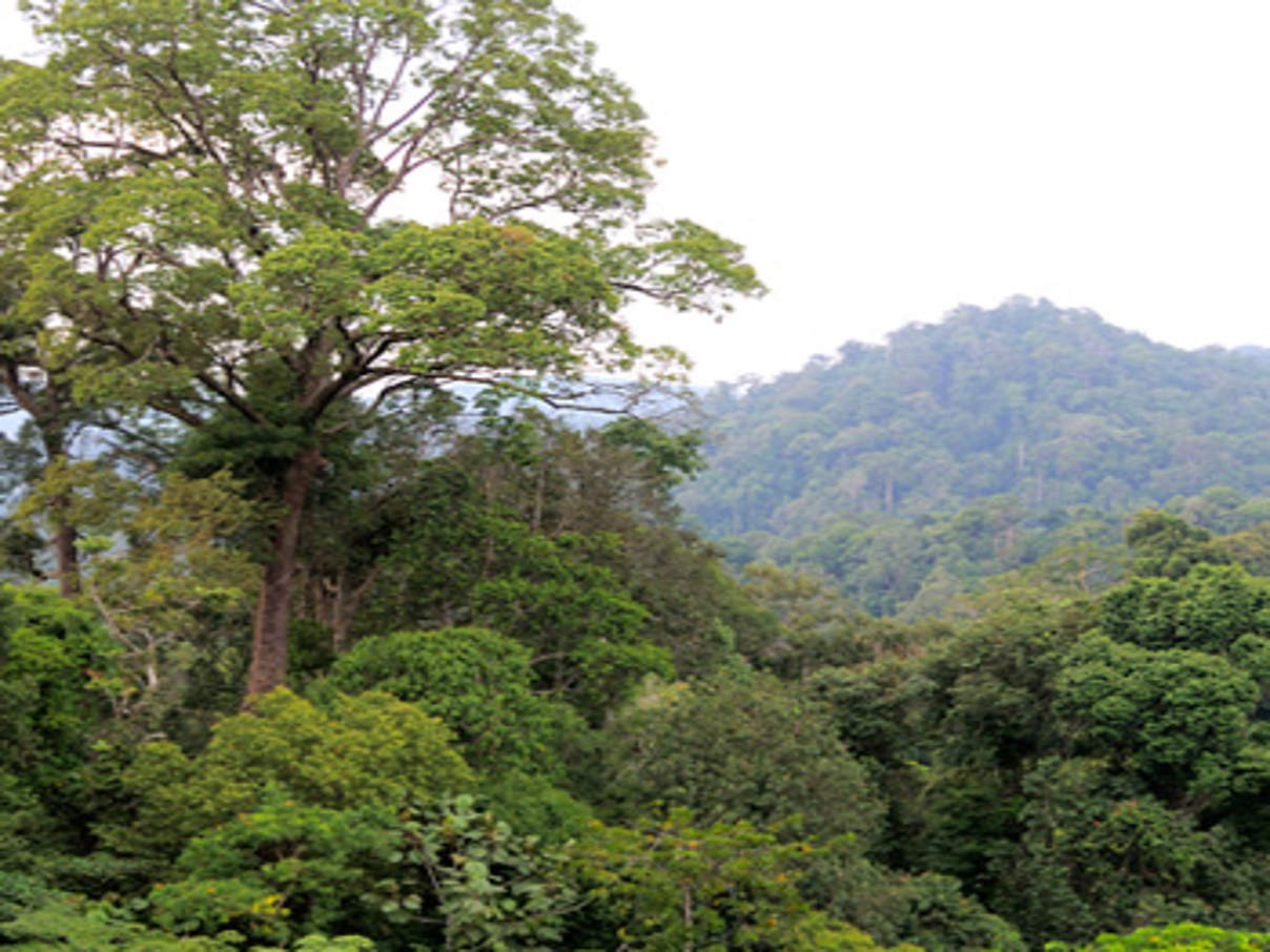 Regenwald auf Sumatra © Fletcher Baylis / WWF