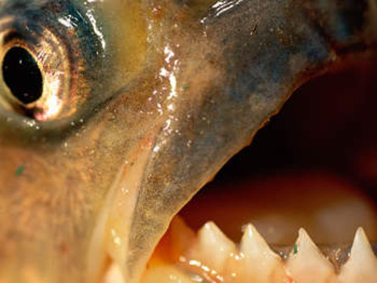 Piranha. © Staffan Widstrand / WWF