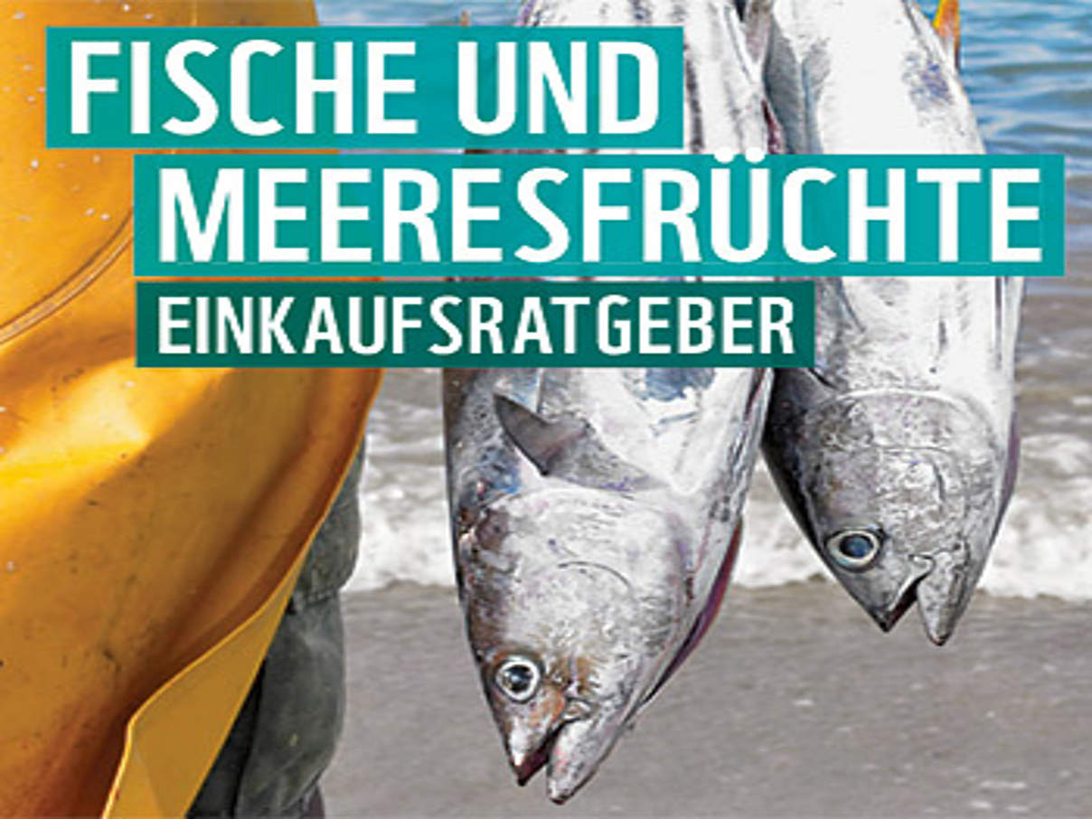 350 WWF Fischratgeber Cover 2014 WWF- Einkaufsratgeber für Fische und Meeresfrüchte © WWF