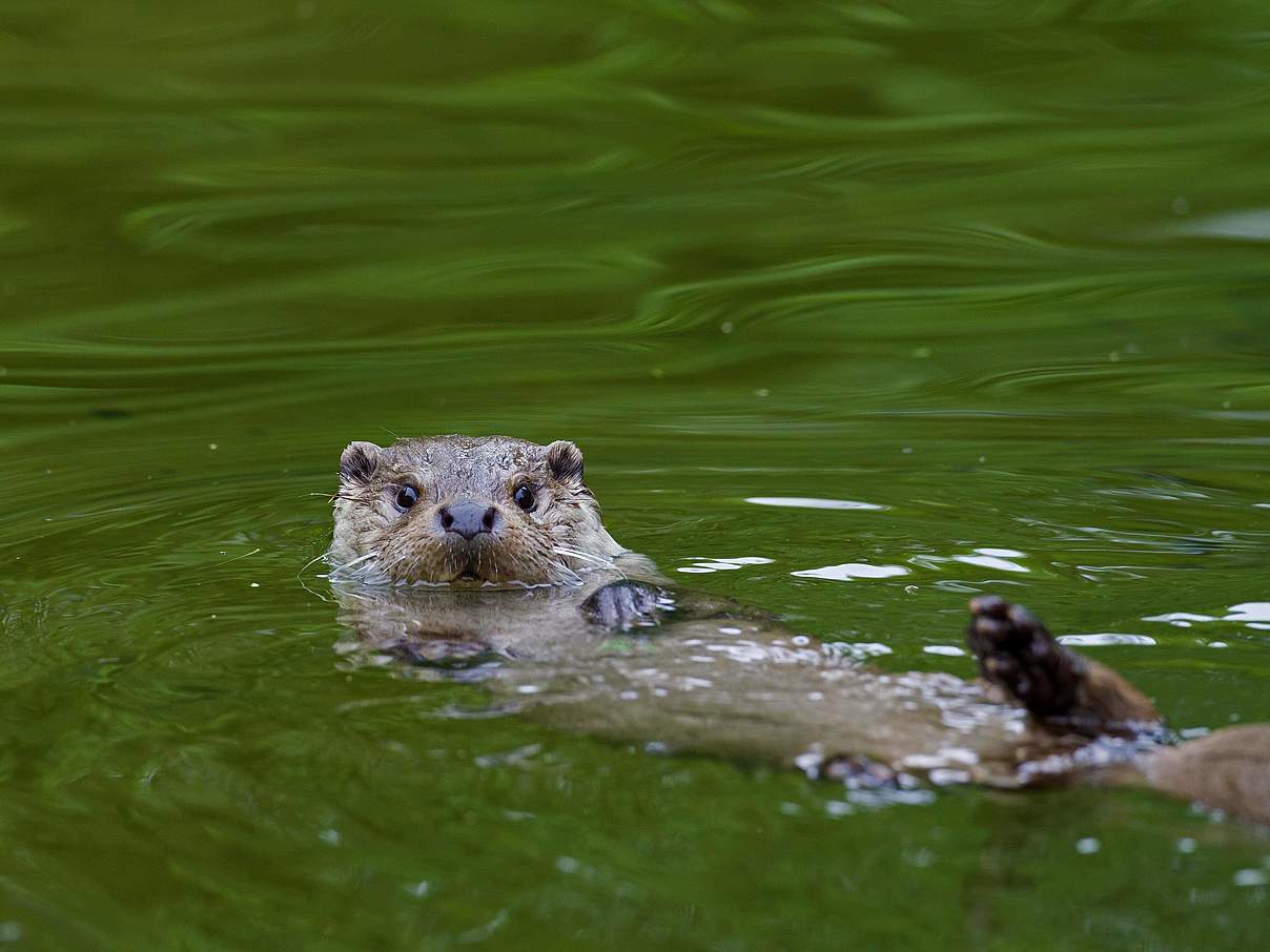 Flussotter © Imago / imagebroker
