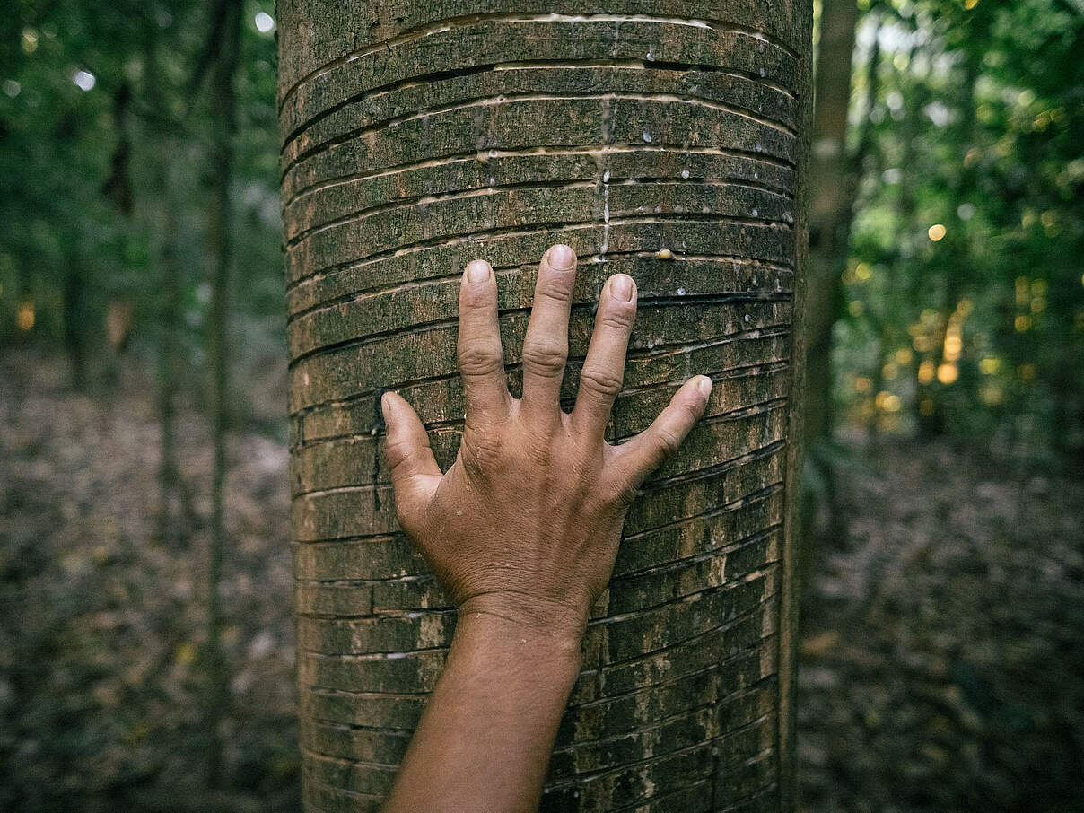 Die Hand eines Kautschukzapfers auf einem Kautschuk-Baum © Christian Braga / WWF Brazil