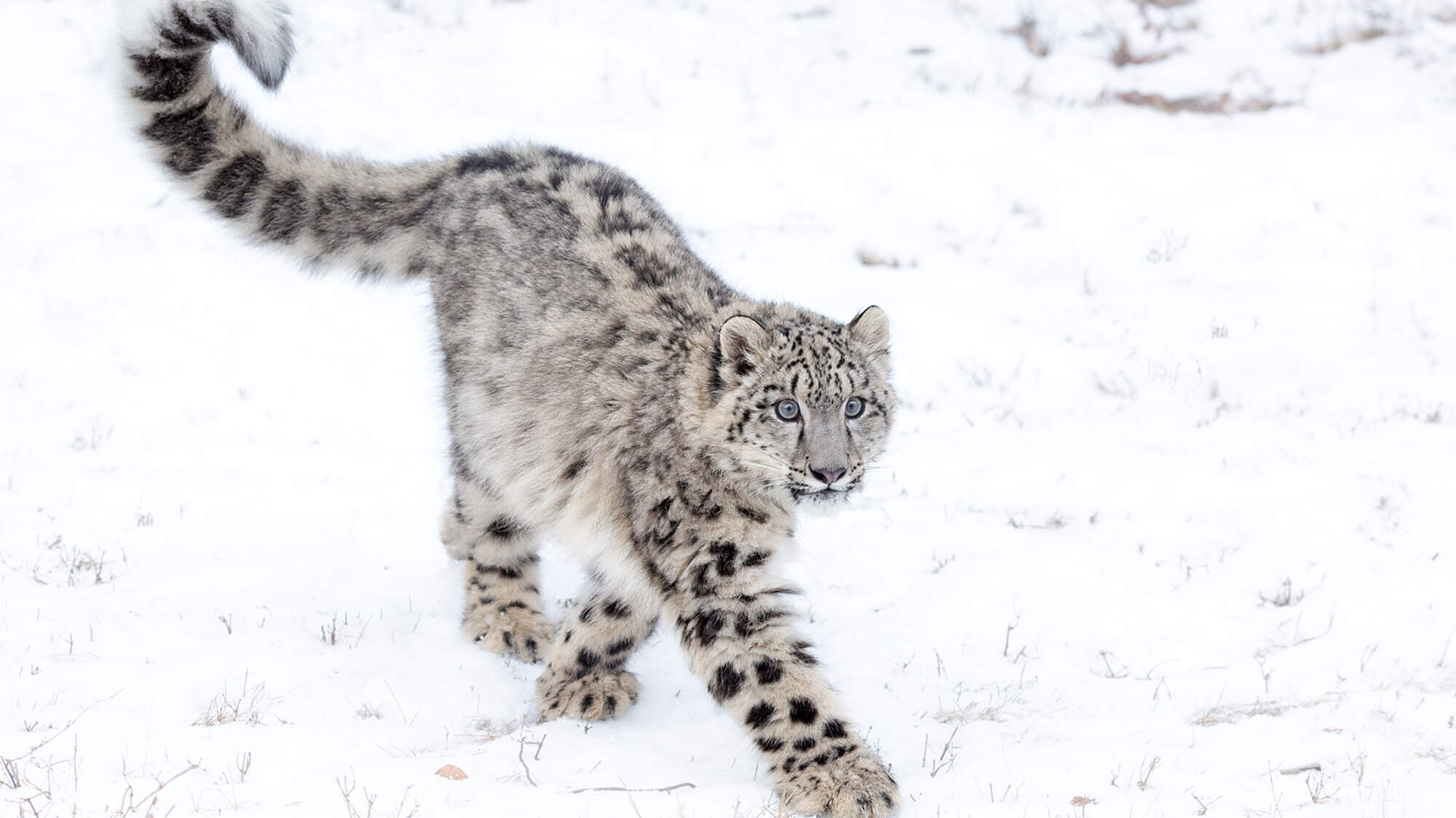 Junger Schneeleopard läuft im Schnee © June Jacobsen / iStock / Getty Images