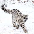 Junger Schneeleopard läuft im Schnee © June Jacobsen / iStock / Getty Images