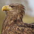 Seeadler im Wildpark Eekholt, Schaalsee