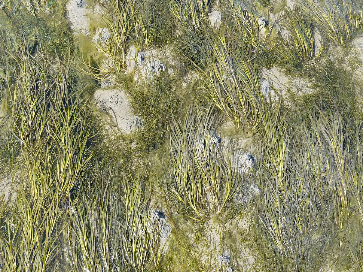 Seegraswiese im trockenfallenden Wattenmeer © Hans-Ulrich Rösner