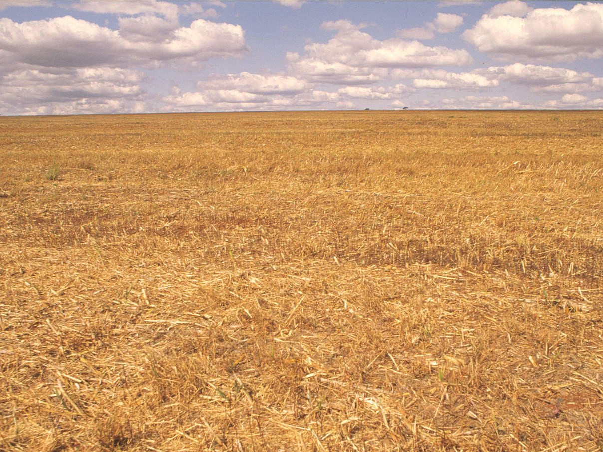 Gemähtes Sojabohnen Feld in Brasilien © Juan Pratginestos WWF