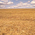 Gemähtes Sojabohnen Feld in Brasilien © Juan Pratginestos WWF