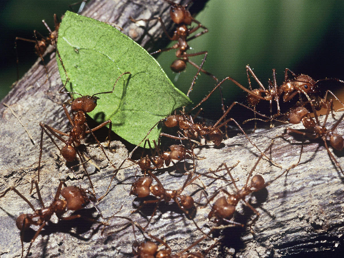 Ameisen © David Lawson / WWF-UK
