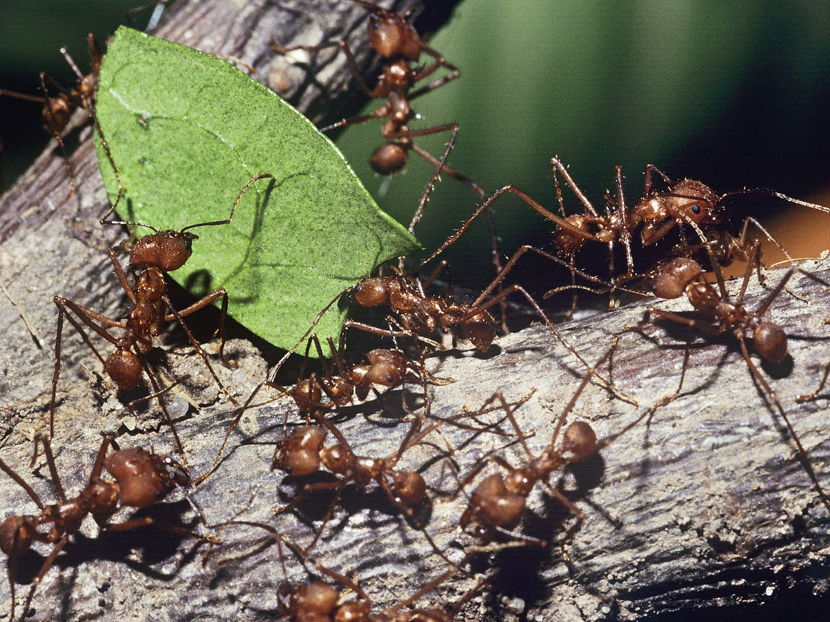 Ameisen © David Lawson / WWF-UK