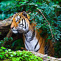 Bengal-Tiger © ewastudio / iStock / Getty Images