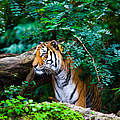 Bengal-Tiger © ewastudio / iStock / Getty Images