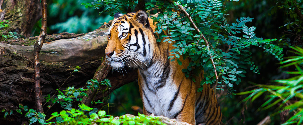 Bengal-Tiger © ewastudio / iStock / Getty Images