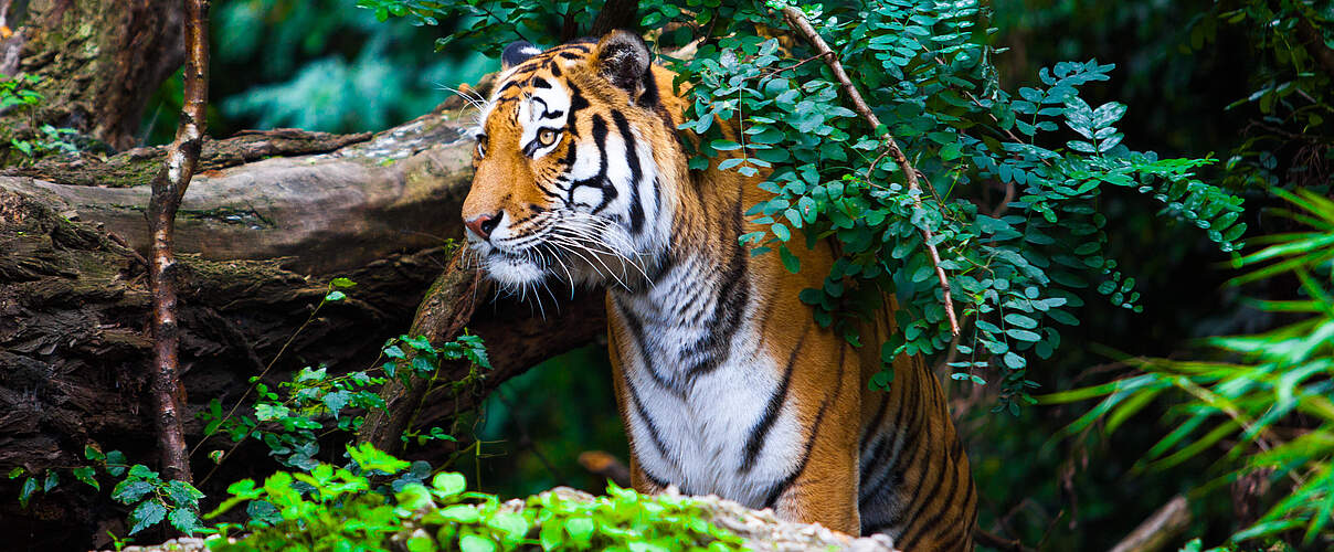 Bengal-Tiger © ewastudio / iStock / Getty Images