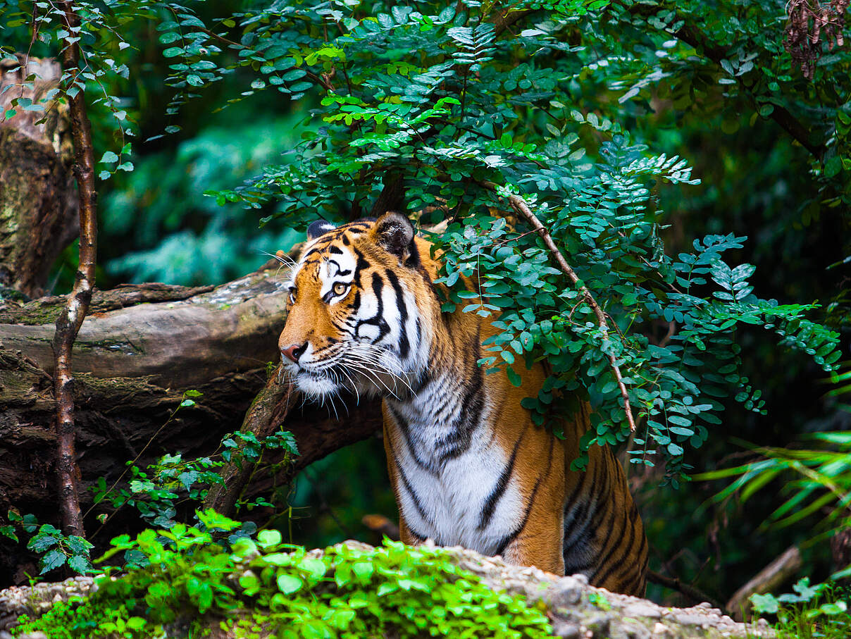 Bengal-Tiger © ewastudio / iStock / Getty Images