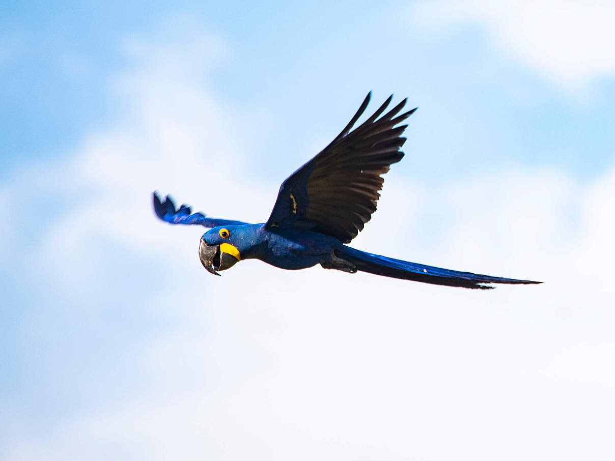 Blauara © Andrés Unterlasdtaetter / WWF-Bolivia 