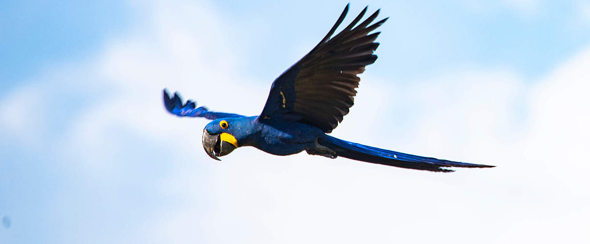 Blauara © Andrés Unterlasdtaetter / WWF-Bolivia 