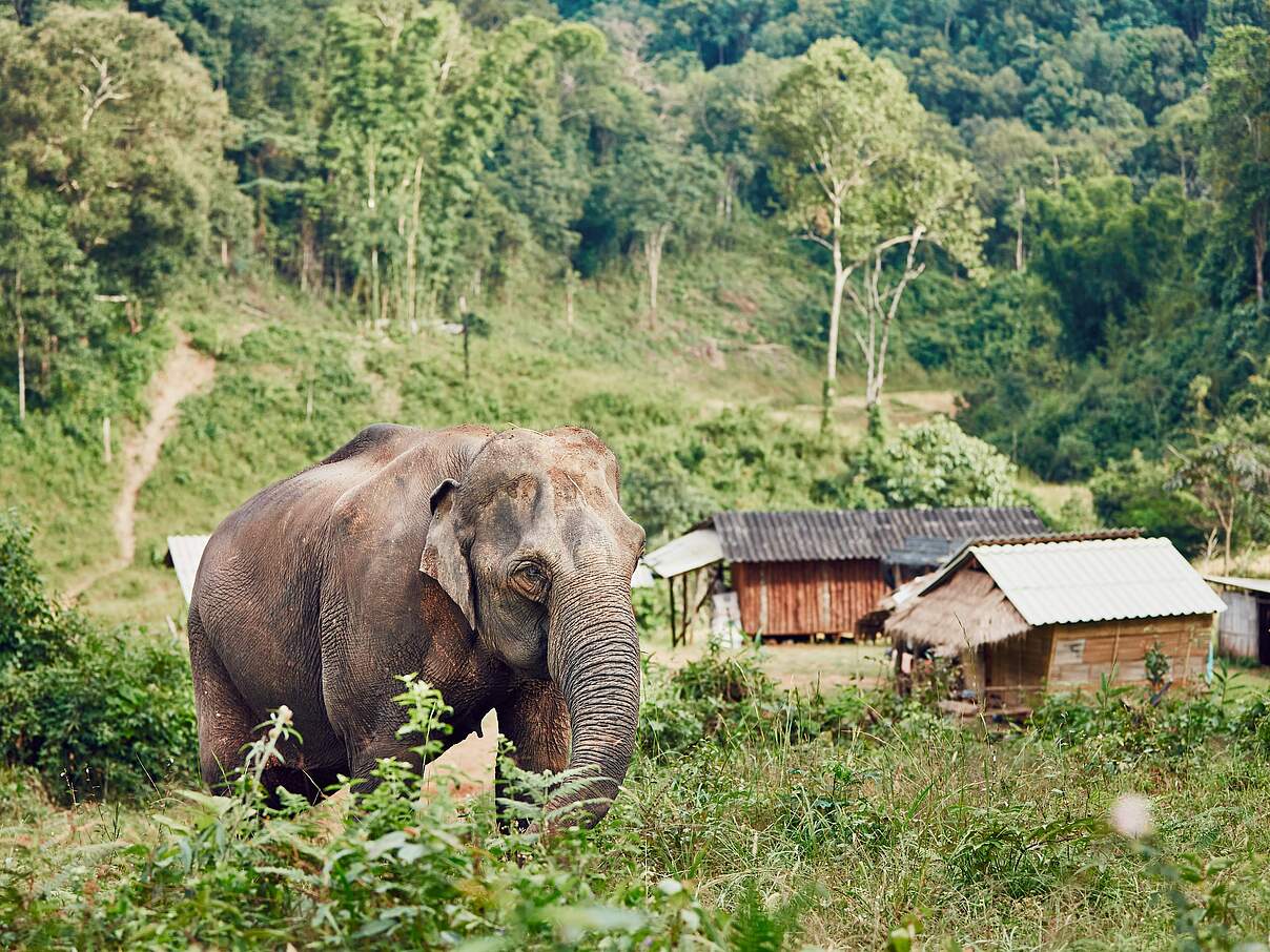 Elefanten kommen auf der Suche nach Nahrung sehr nahe an die Dörfer in Myanmar ran.