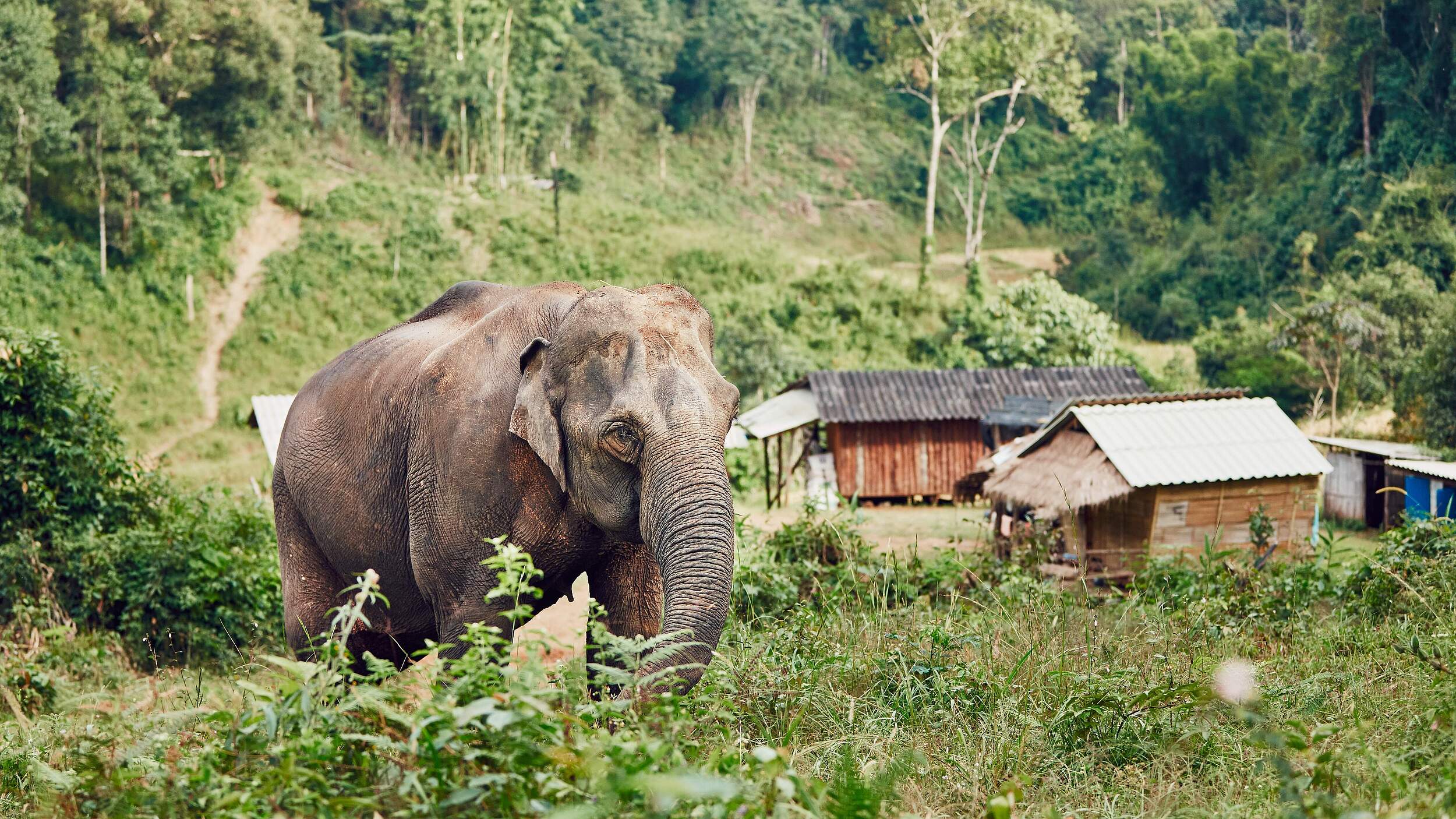 Elefanten kommen auf der Suche nach Nahrung sehr nahe an die Dörfer in Myanmar ran.