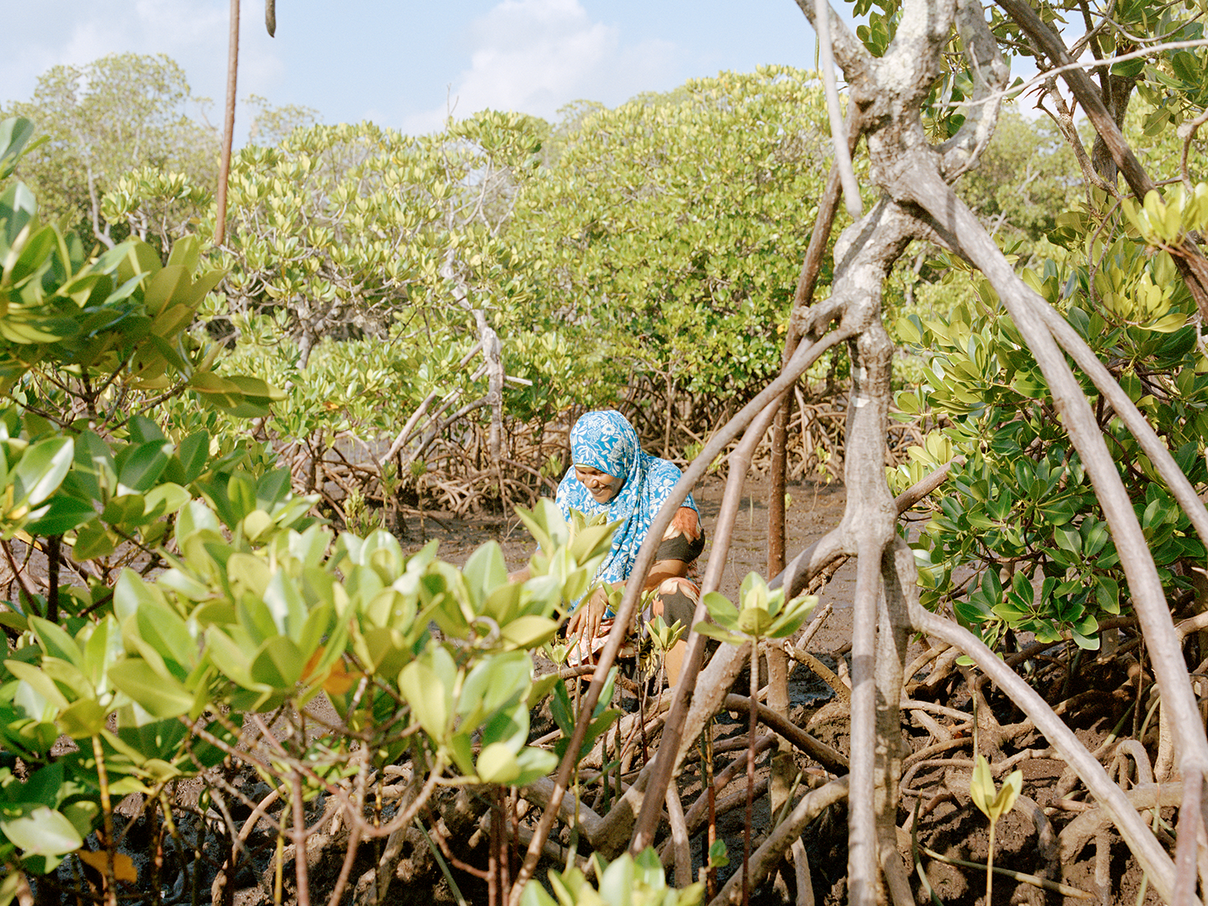 Mangroven werden gepflanzt © Kent Andreasen / WWF 