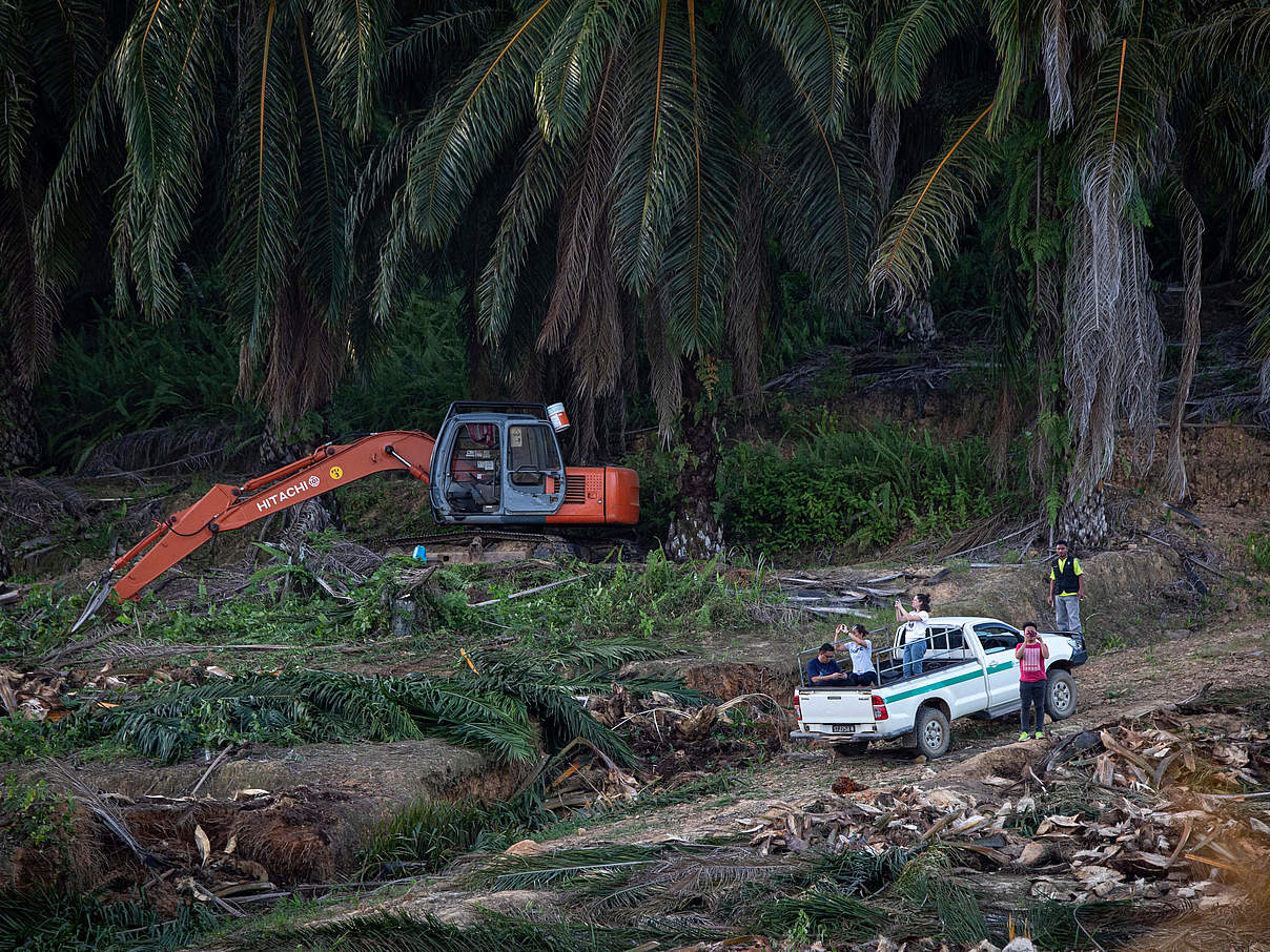 Rodungen auf Palmöl-Plantage © Aaron Gekoski / WWF US