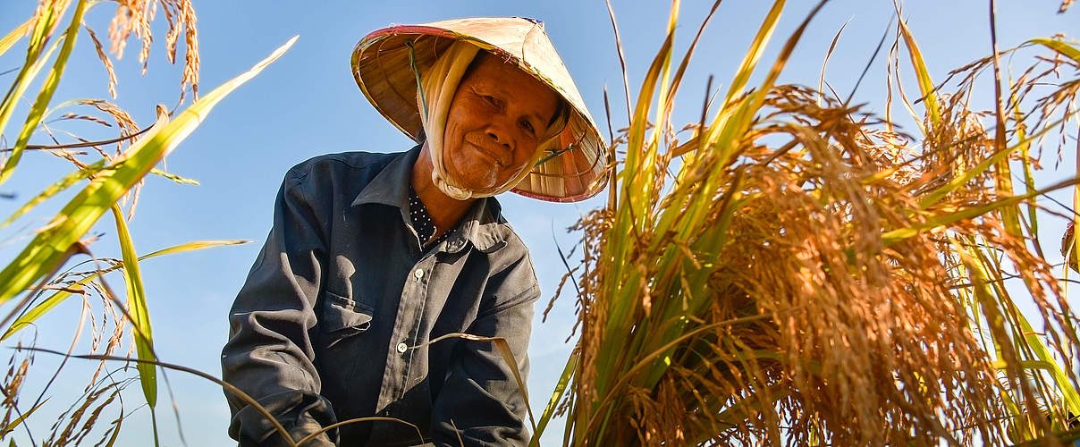 Landwirt auf einem Reisfeld in Vietnam © Shutterstock / Sirisak_baokaew / WWF 