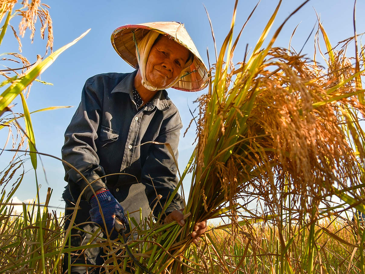 Landwirt auf einem Reisfeld in Vietnam © Shutterstock / Sirisak_baokaew / WWF 
