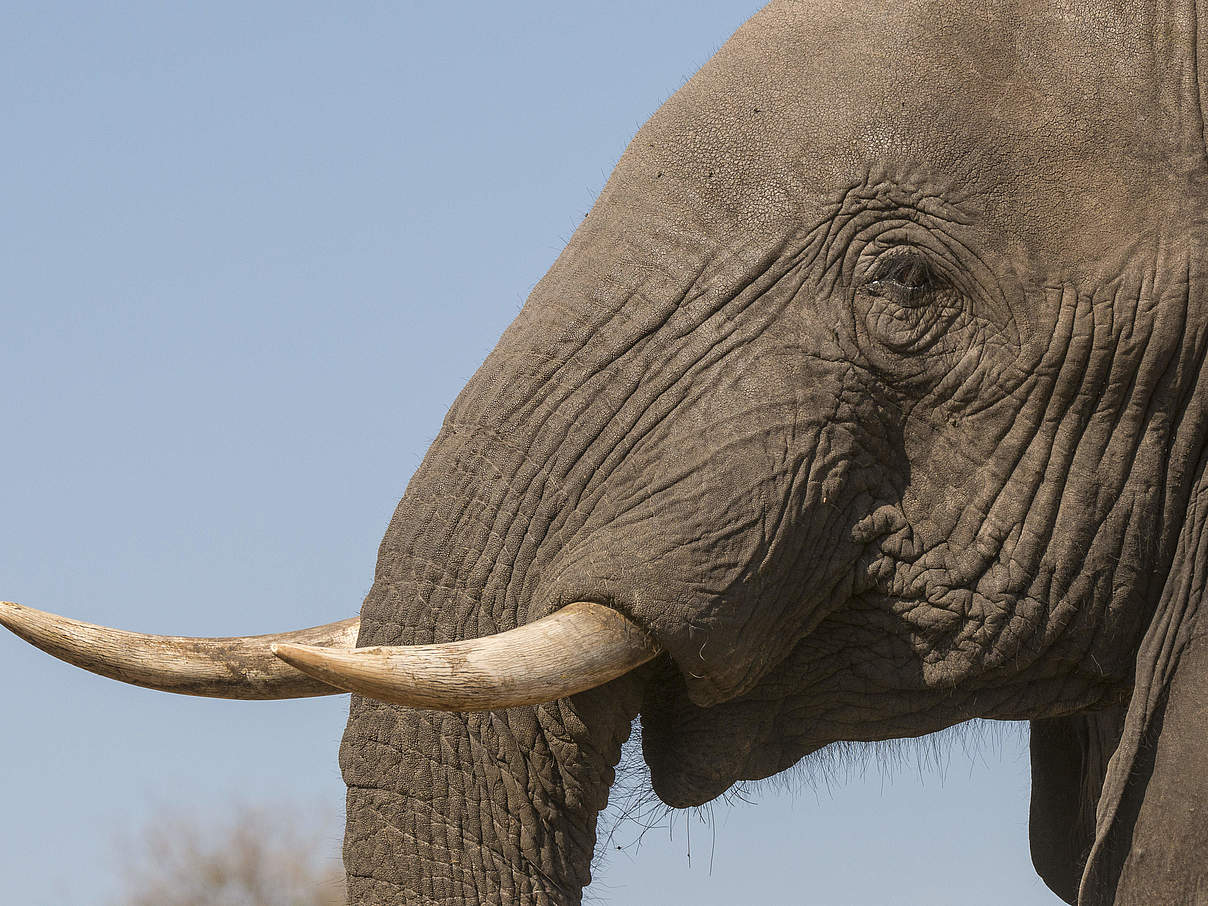 Stoßzähne des Afrikanischen Savannenelefanten © Patrick Bentley / WWF US