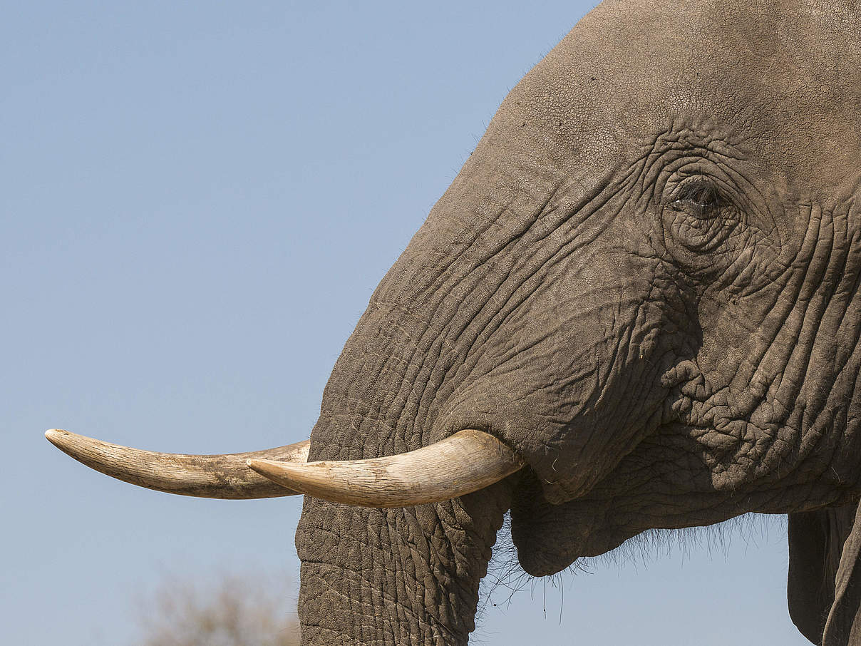 Stoßzähne des Afrikanischen Waldelefanten © Patrick Bentley / WWF US