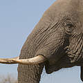 Stoßzähne des Afrikanischen Savannenelefanten © Patrick Bentley / WWF US